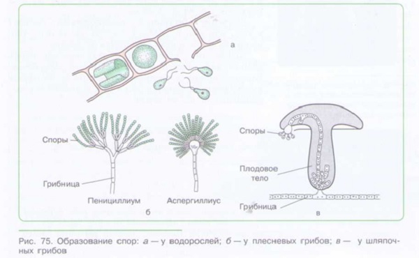 Бесполое размножение_002